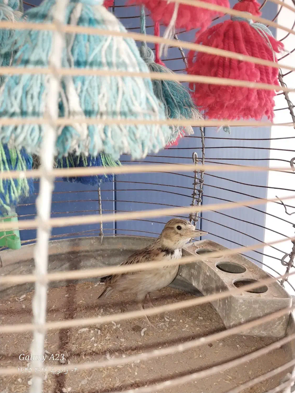 سهره خاکی|پرنده|گتوند, |دیوار