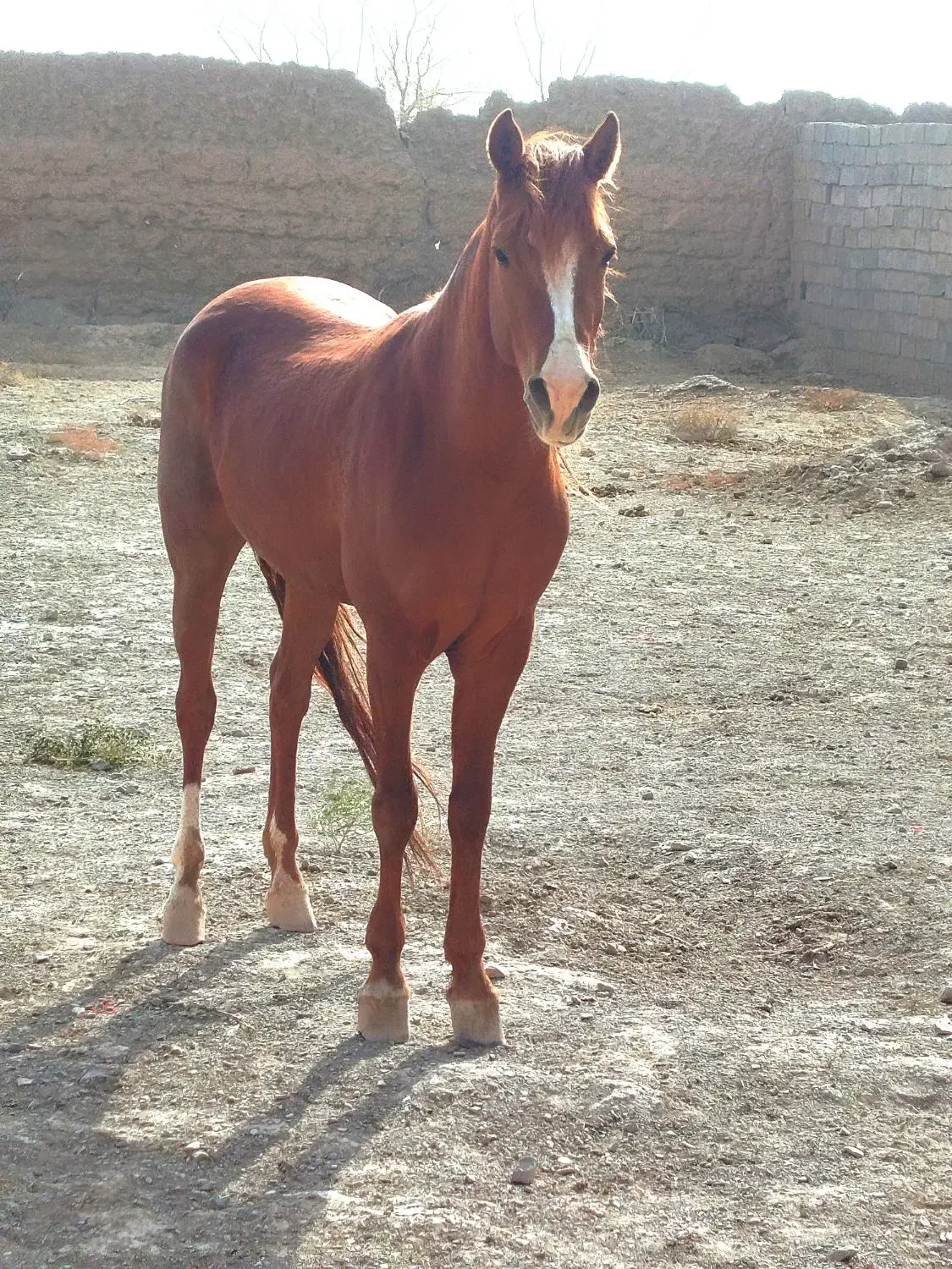 نریون یورقه|اسب و تجهیزات اسب‌سواری|زبرخان, |دیوار