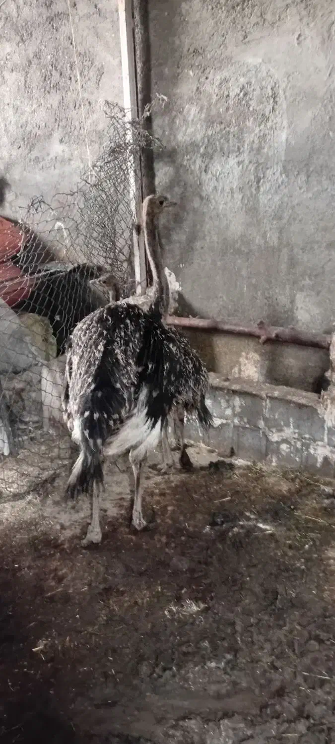 شتر مرغ|حیوانات مزرعه|مشهد, کلاته برفی|دیوار