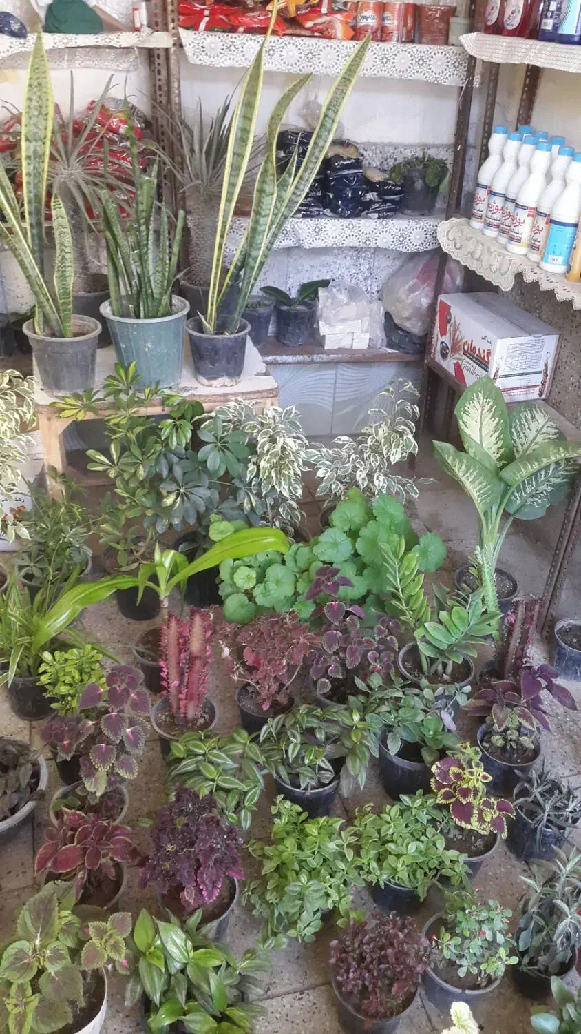 گل وتقویتی|گل و گیاه طبیعی|ملایر, |دیوار