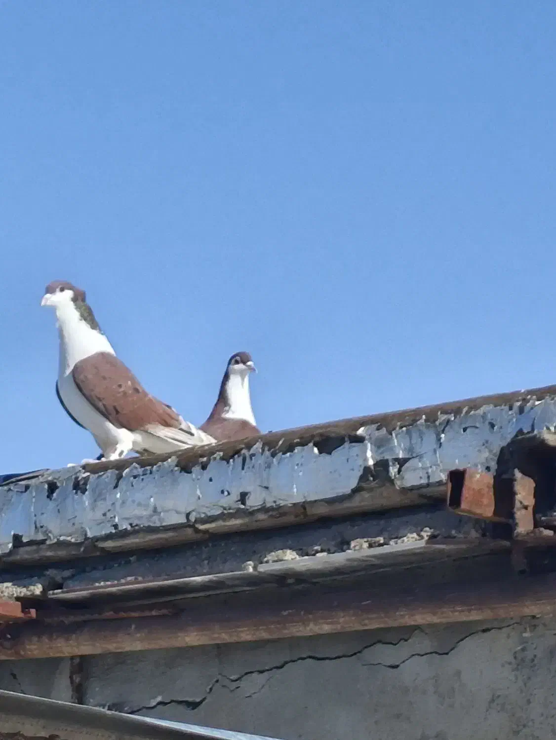 جفت اصفهانی|پرنده|خرمآباد, |دیوار