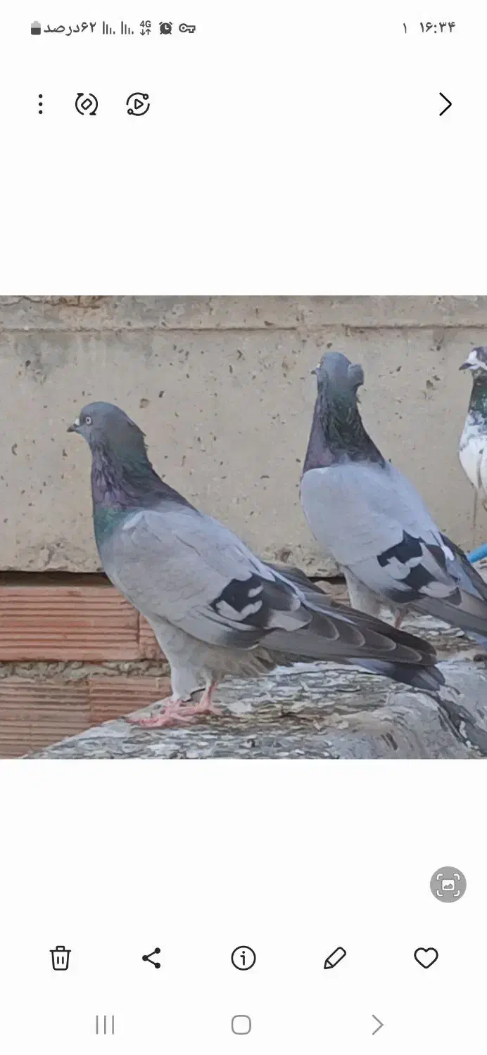 کبوتر|پرنده|پارسآباد, |دیوار