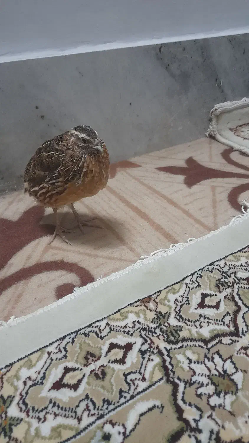 بلدرچین نر بالغ|حیوانات مزرعه|مشهد, تبادکان|دیوار