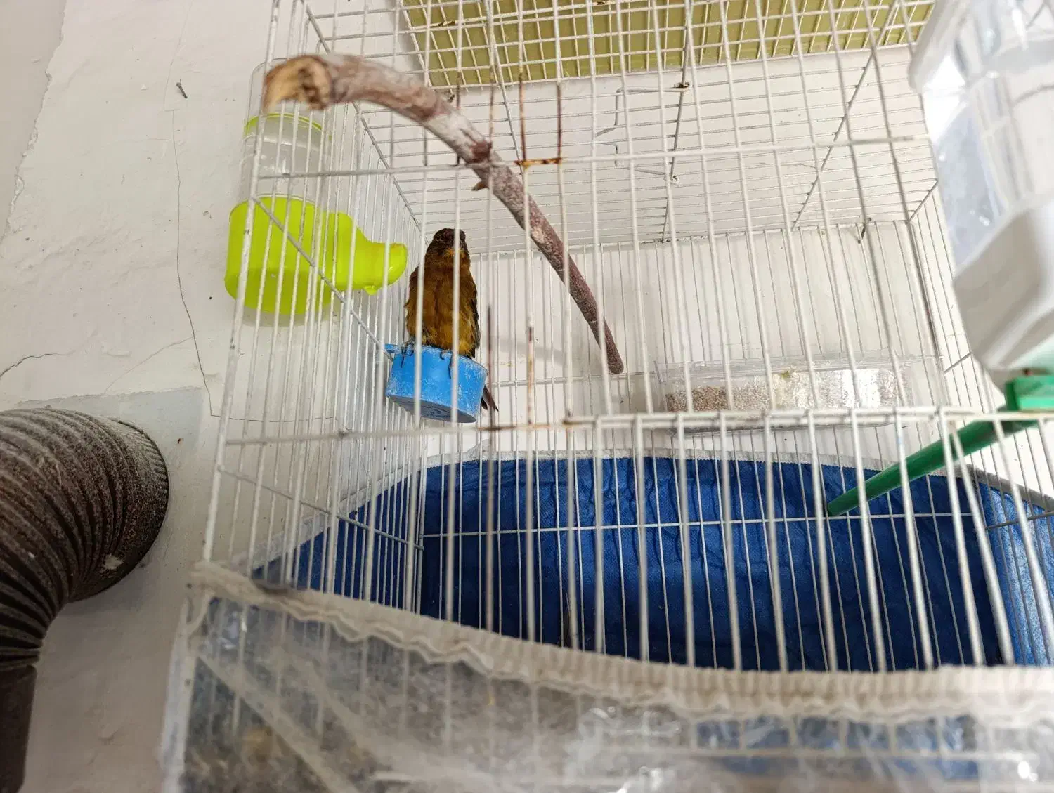 قناری نر|پرنده|مشهد, خرمشهر|دیوار