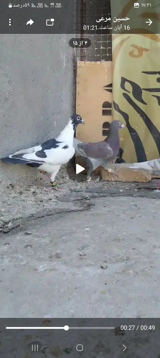 گمشده|حیوانات|زاهدان, |دیوار