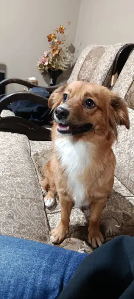 واگذاری شیتزو پامر|سگ|تهران, آبشار تهران (دریاچه)|دیوار