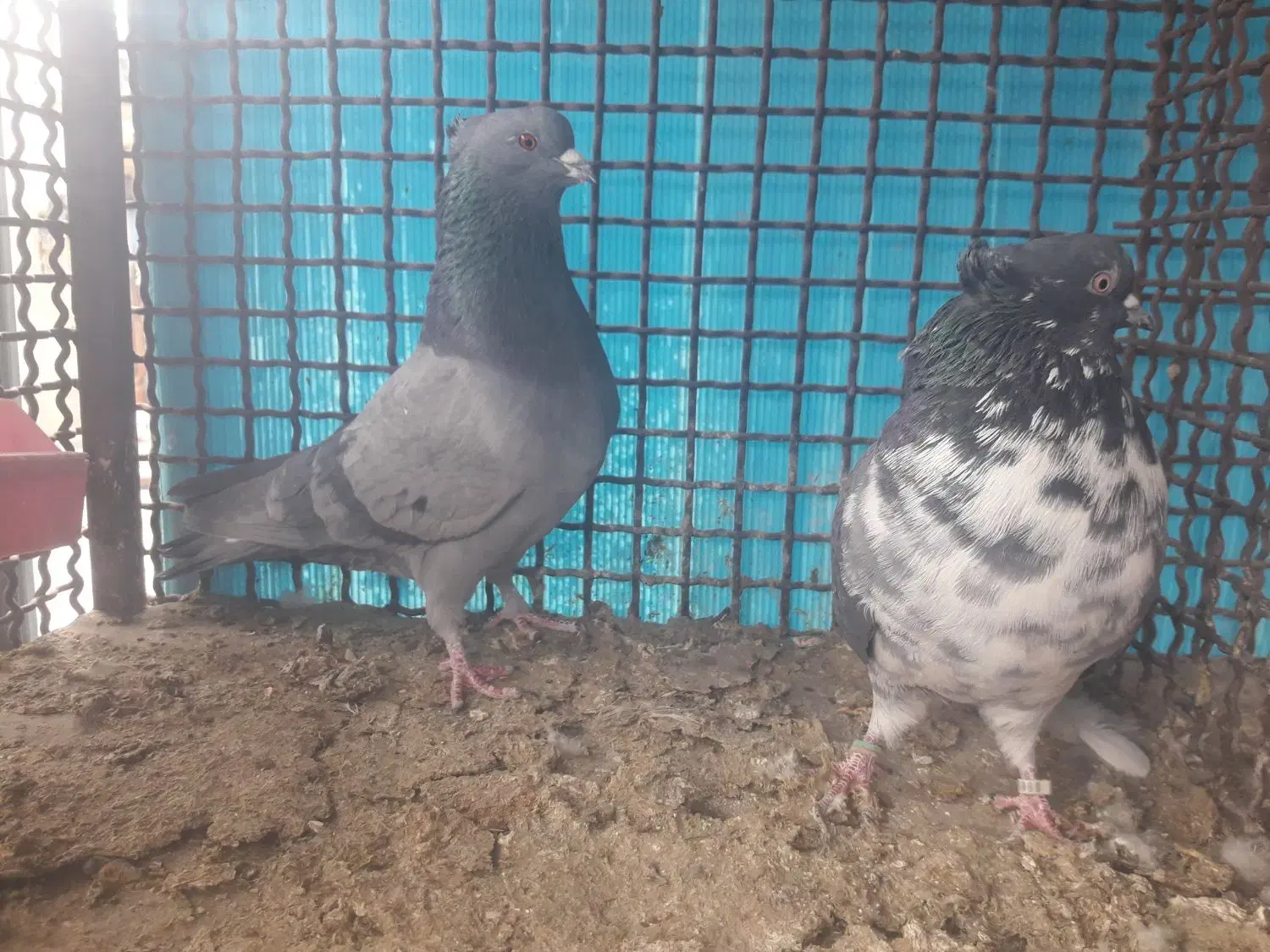 باسلام ب همه عشق بازها|پرنده|خمینی‌شهر, |دیوار