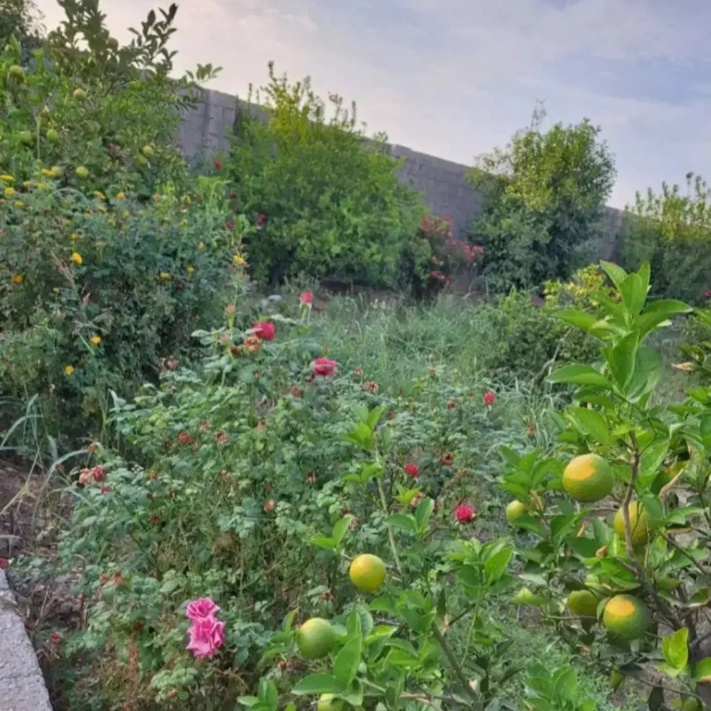 کارگرساختمانی|خدمات پیشه و مهارت|شوش, |دیوار