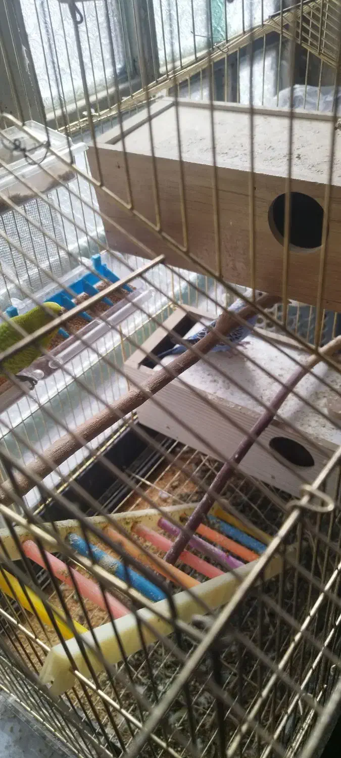 مرغ عشق روی تخم|پرنده|خاش, |دیوار