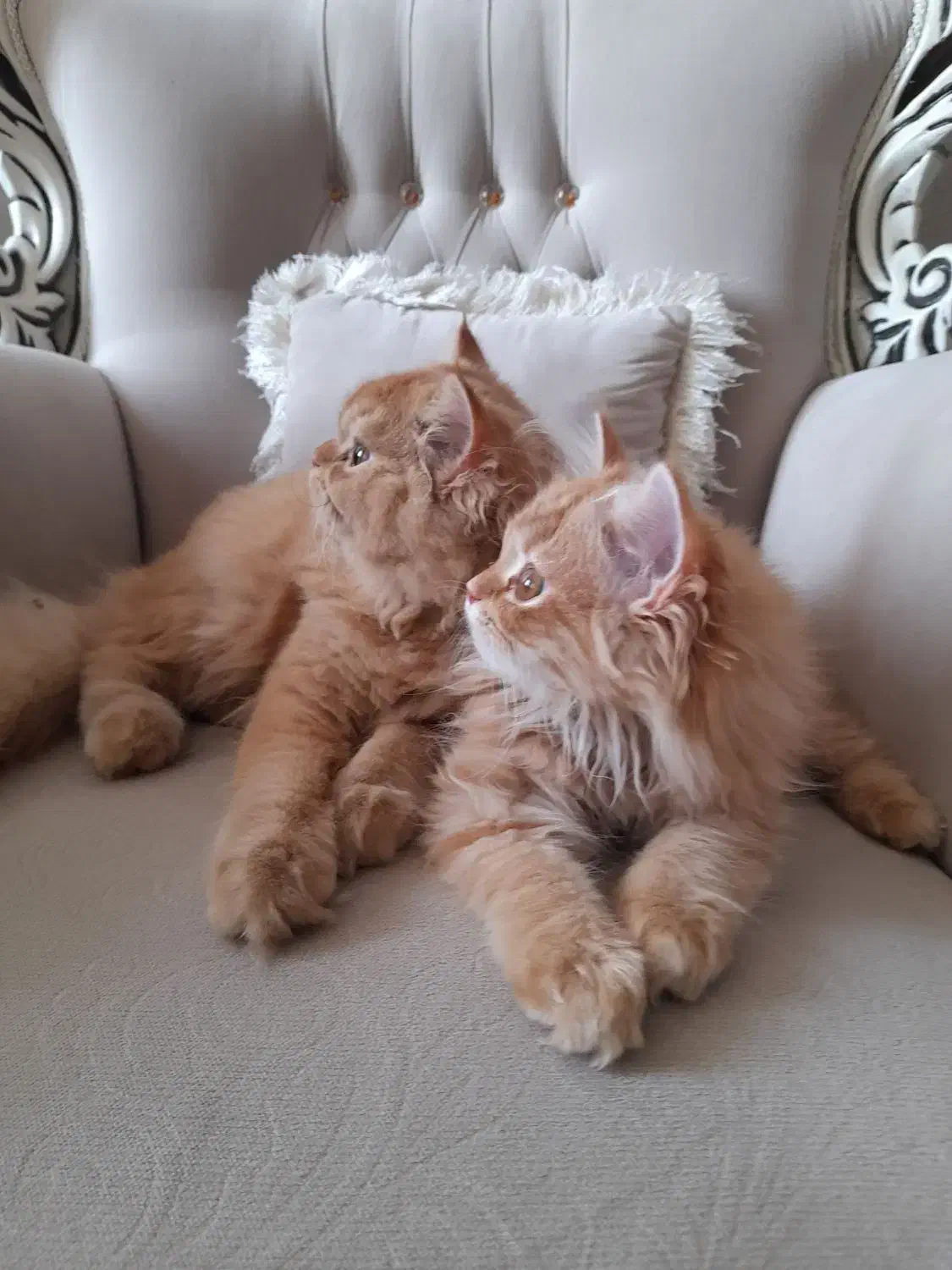 گربه پرشین نر و ماده|گربه|اردبیل, |دیوار