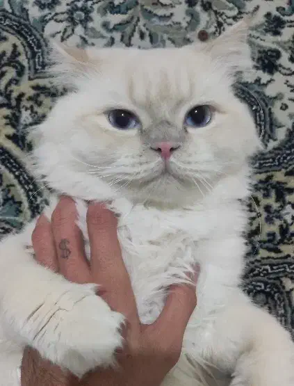 گربه پرشین اسکاتیش|گربه|قزوین, |دیوار