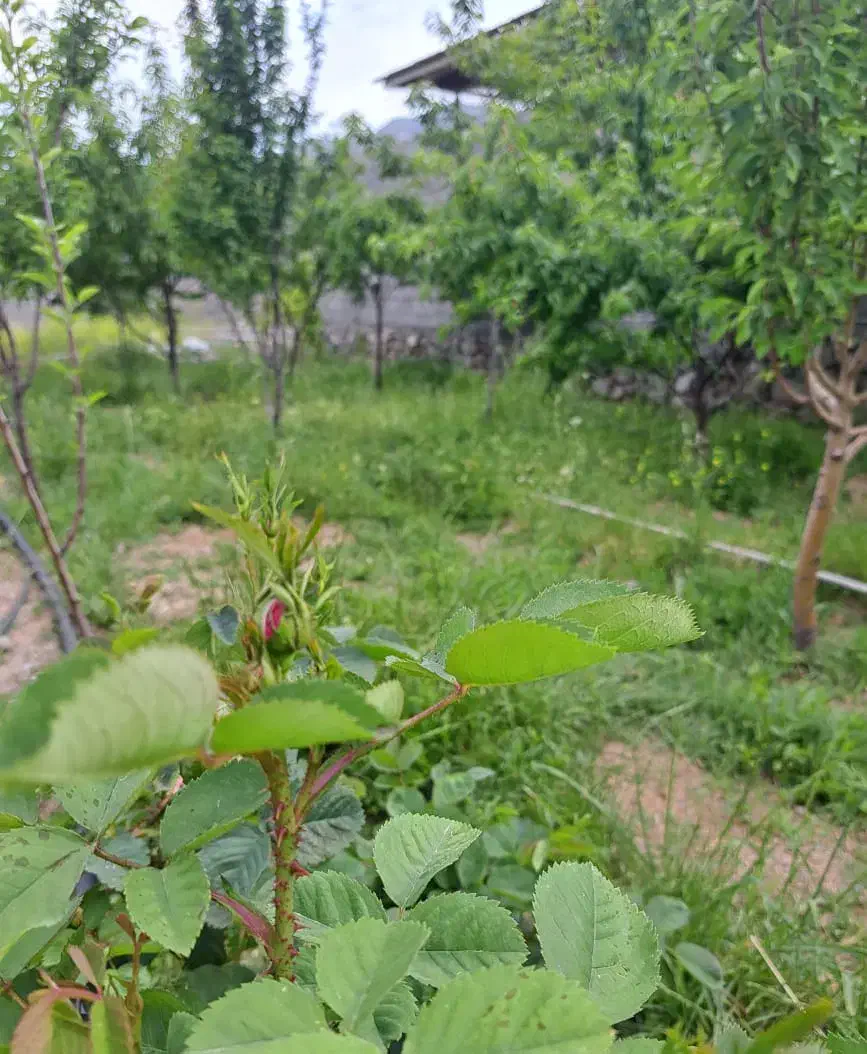 فروش ملک سردسیری درمانگاه دلفارد۶۳قصب دوکله|فروش خانه و ویلا|درب بهشت, |دیوار