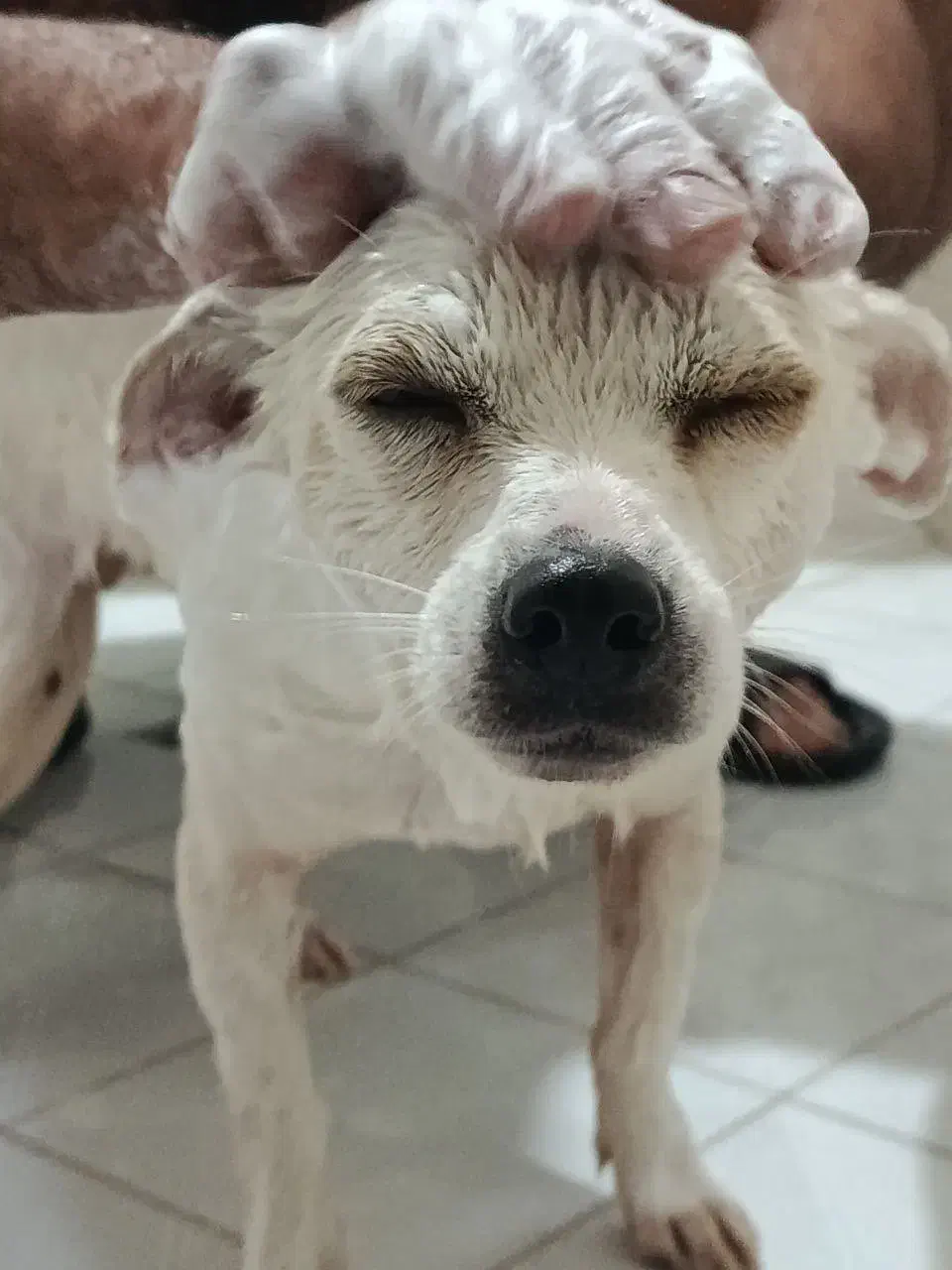 واگذاری میکس شیبابا ترییر|سگ|بندر انزلی, پیل علی باغ|دیوار