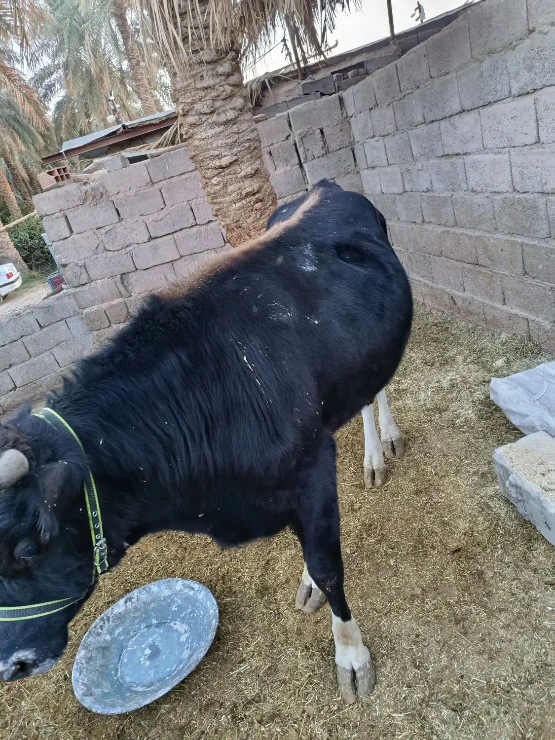 جلب امریکایی|حیوانات مزرعه|گنبکی, |دیوار