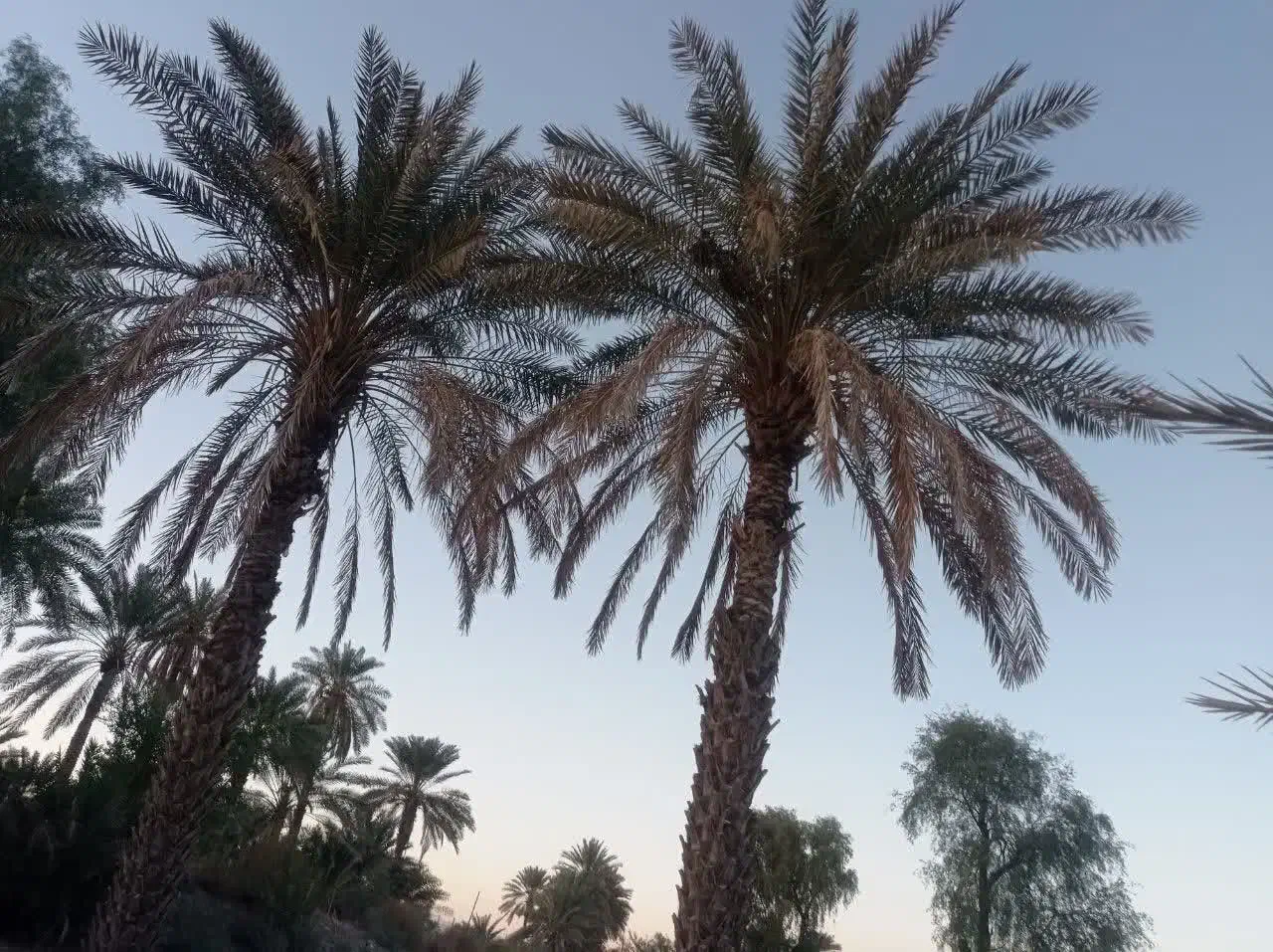 درخت نخل|گل و گیاه طبیعی|رودان, |دیوار