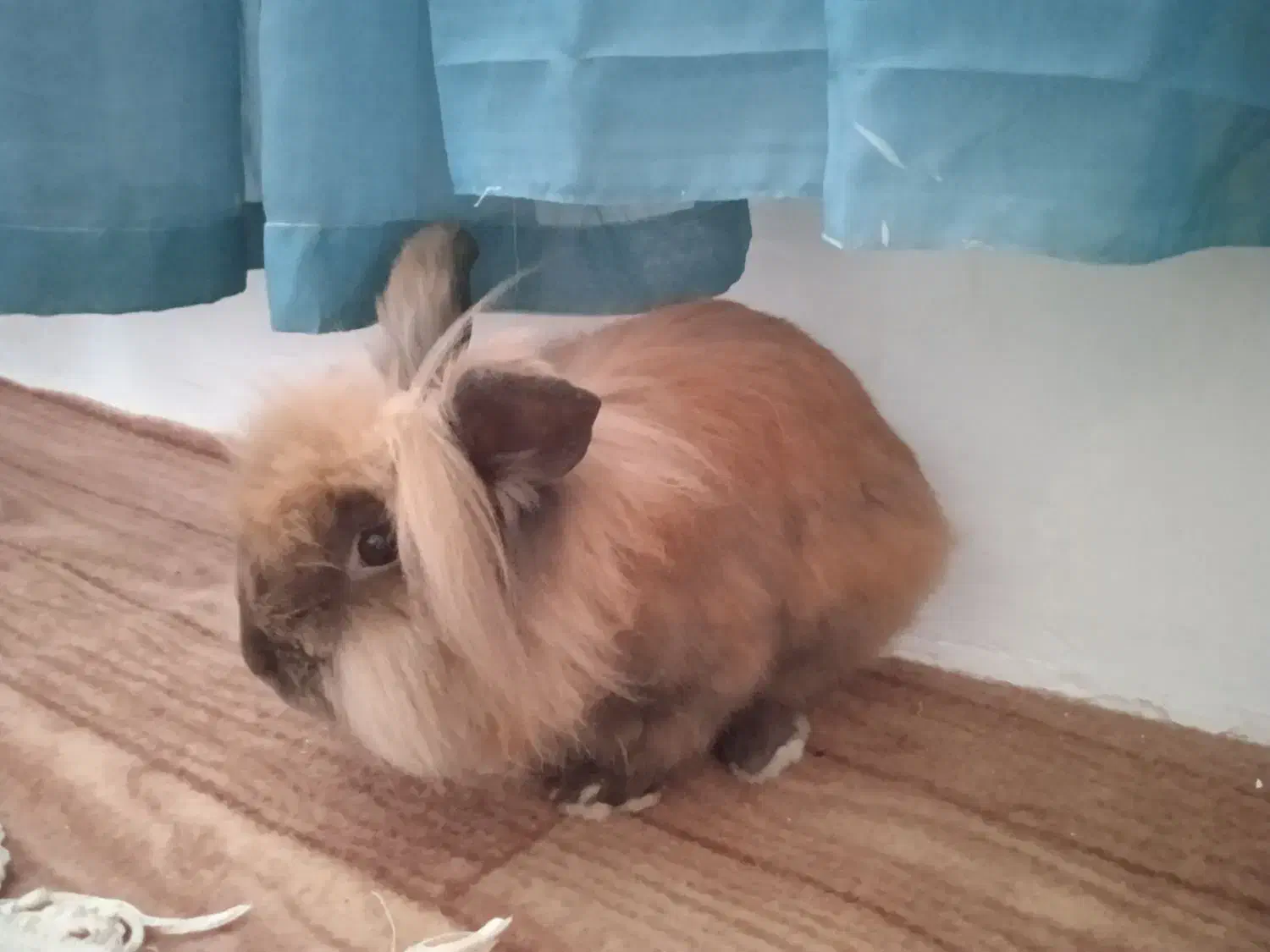 خرگوش لوپی|موش و خرگوش|قروه, |دیوار