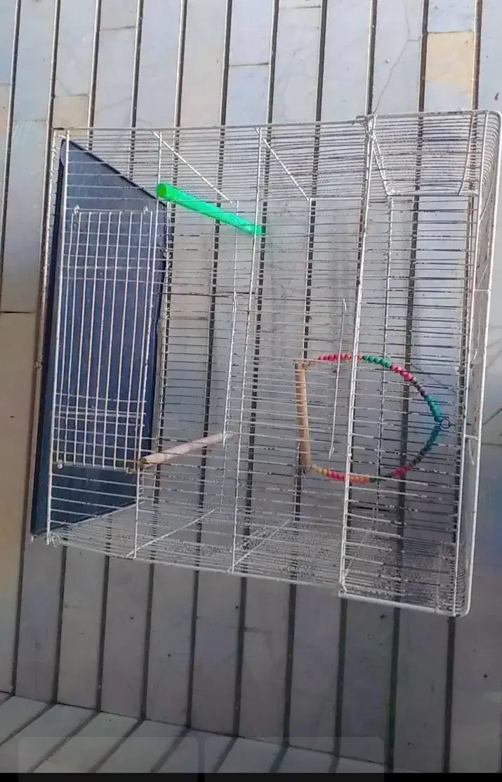قفس عروس هلندی|لوازم جانبی حیوانات|شیراز, شهرک والفجر|دیوار