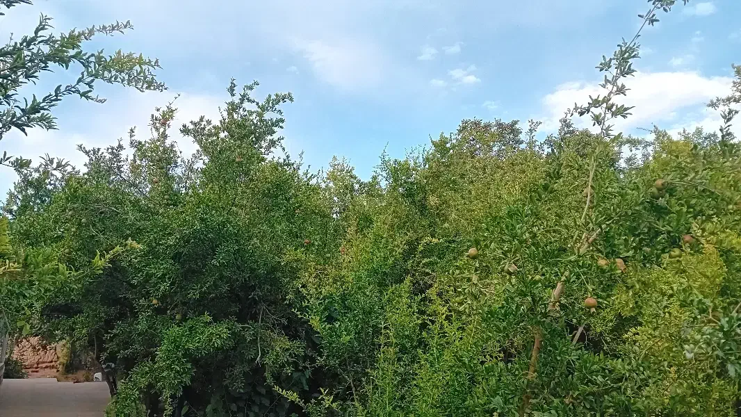 اجاره روزانه ویلا باغ ۱۵۰۰متری|اجارهٔ کوتاه‌مدت ویلا و باغ|مهریز, |دیوار