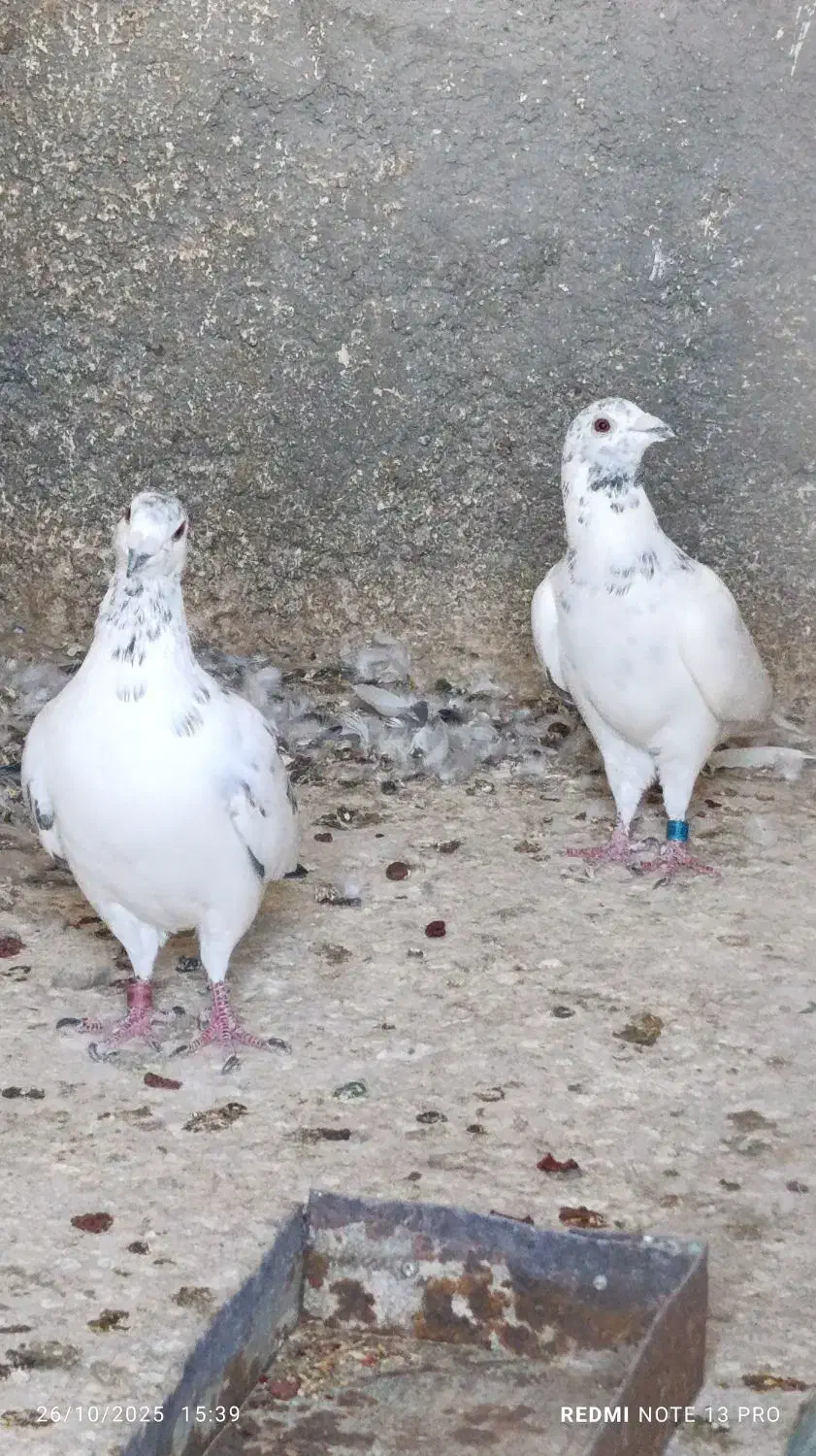 کبوتر گوره و غوره نر و طوقی|پرنده|وحدتیه, |دیوار