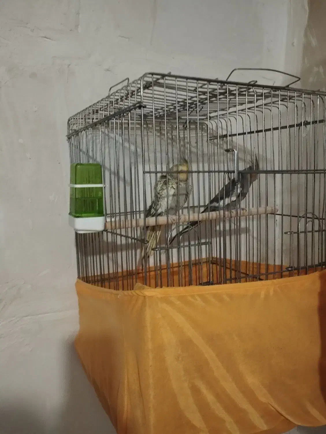 عروس هلندی در همه رنگ|پرنده|ماهدشت, |دیوار