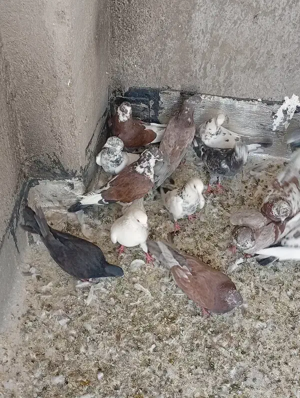 کفتر یا کبوتر|پرنده|قم, شهرک فاطمیه|دیوار