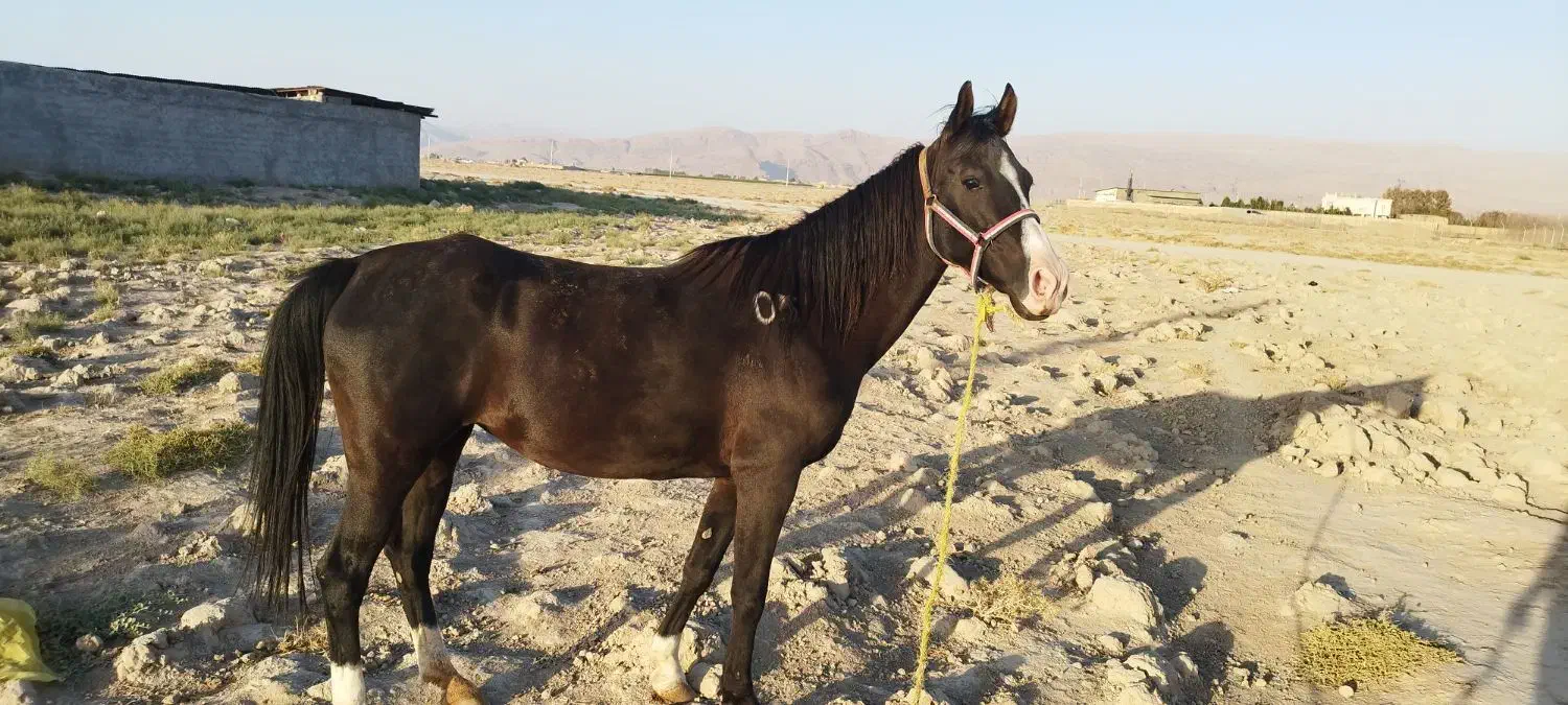 اسب|اسب و تجهیزات اسب‌سواری|مرودشت, مسکن مهرگان|دیوار