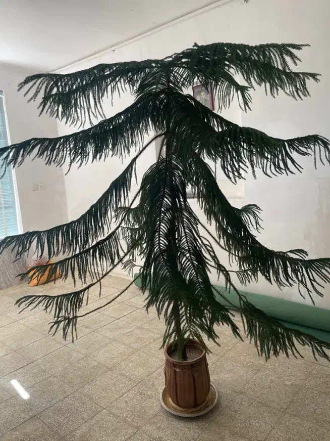 گل مطبق|گل و گیاه طبیعی|کیار, |دیوار