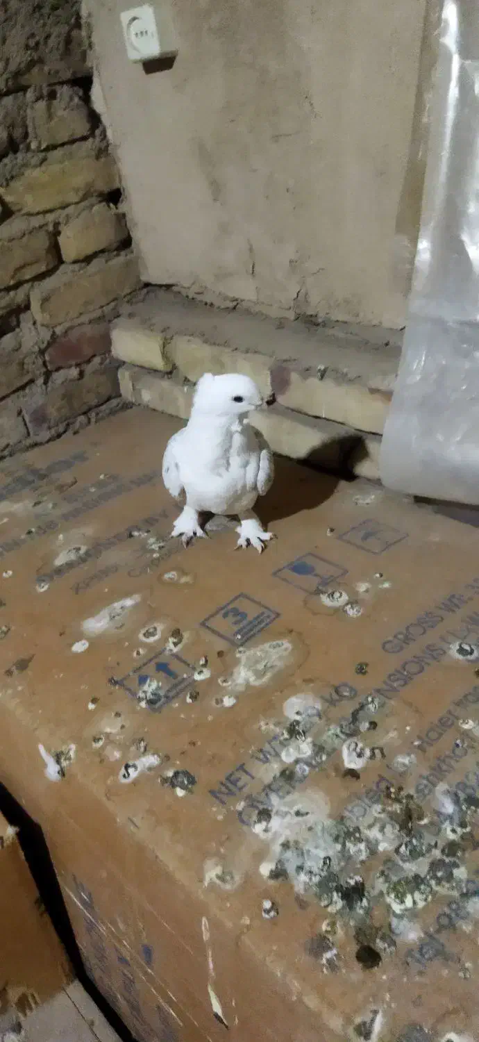 کبوتر|پرنده|یزد, |دیوار