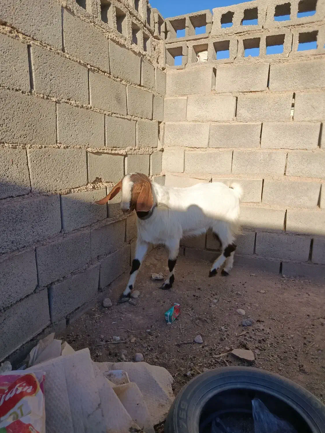 باسلام دوبز ویک نربز|حیوانات مزرعه|نیمبلوک, |دیوار