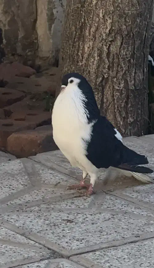 کفتر|پرنده|نیشابور, بنیاد شهید|دیوار