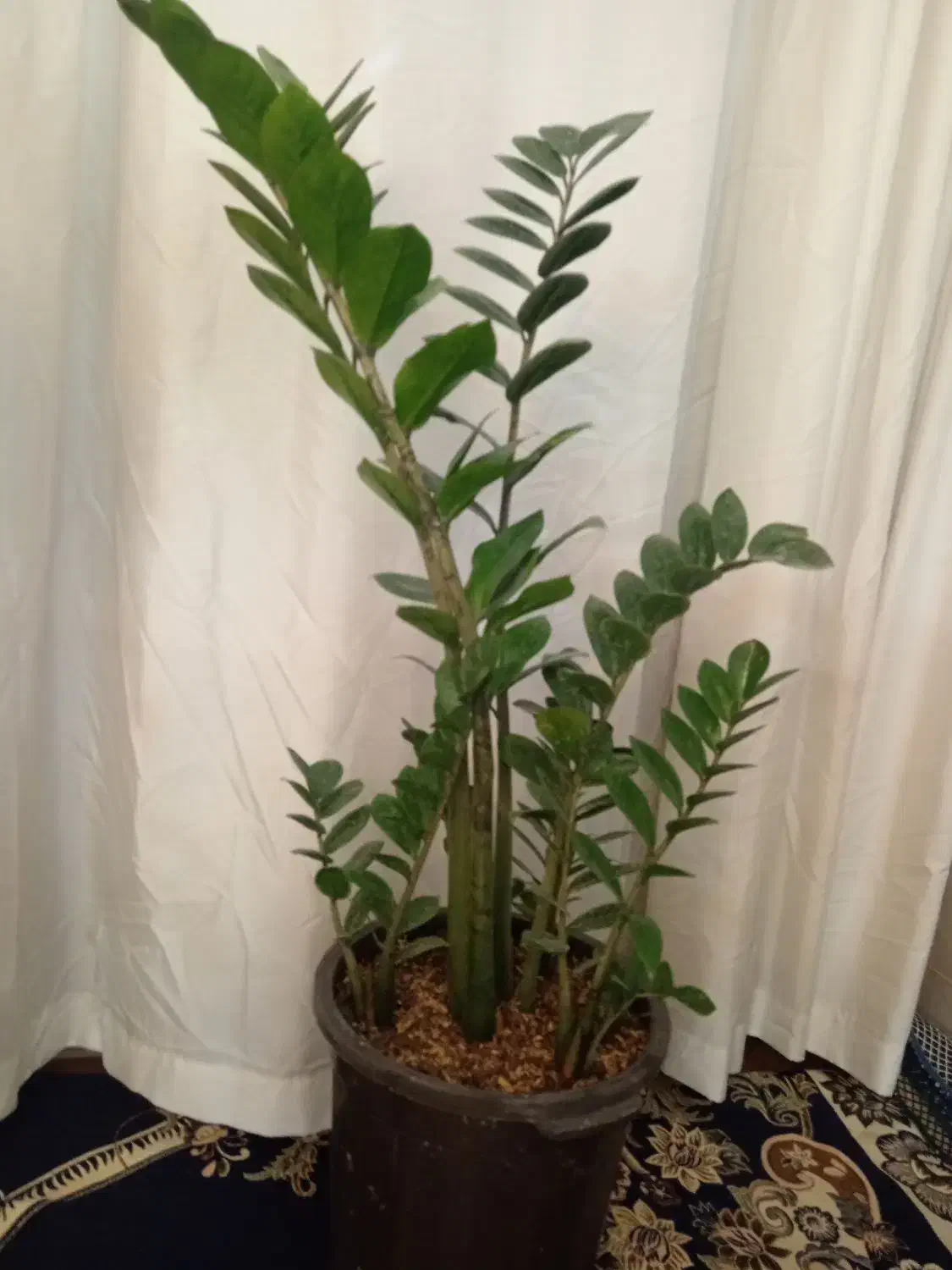 گل وگیاه|گل و گیاه طبیعی|یزد, |دیوار