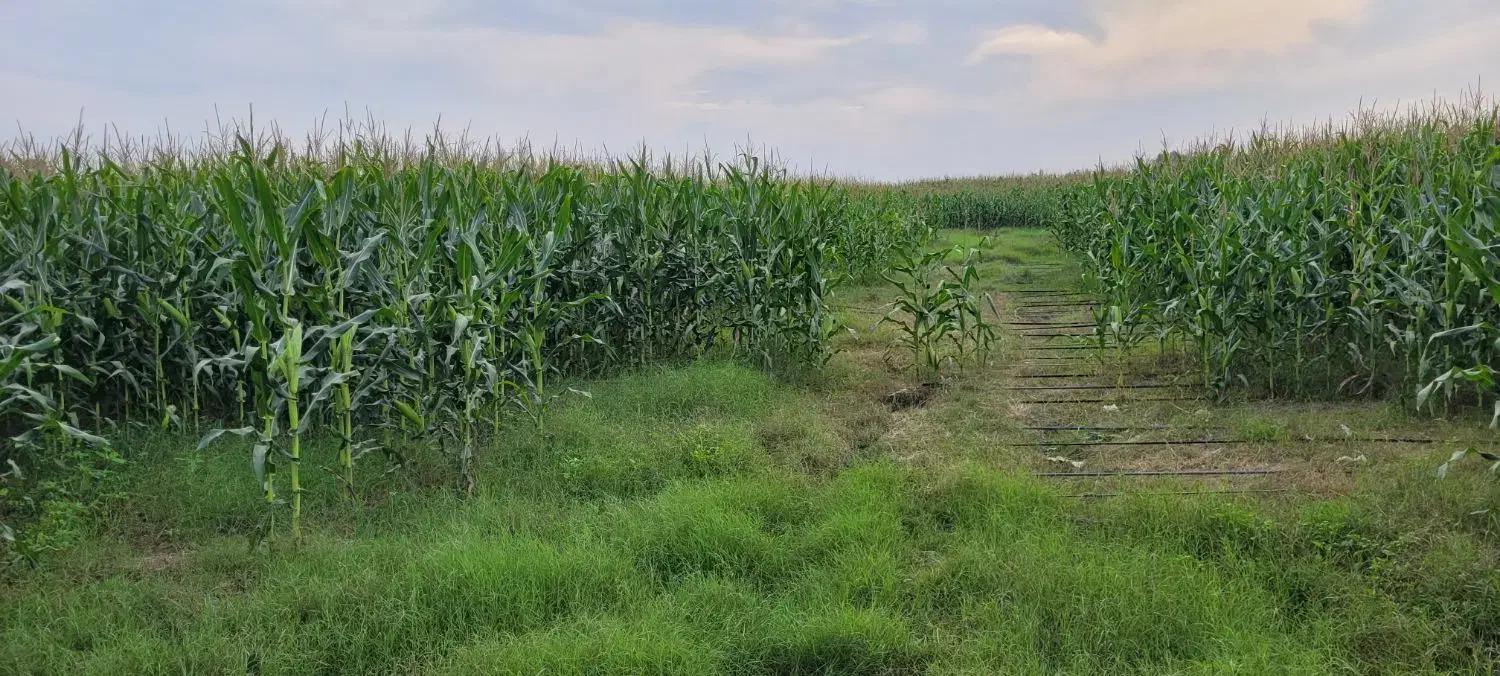 فروش زمین کشاورزی با پمپ برقی|فروش زمین و ملک کلنگی|حور, |دیوار