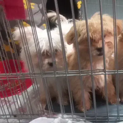 واگذاری سگ|سگ|شیراز, شهرک بهار|دیوار