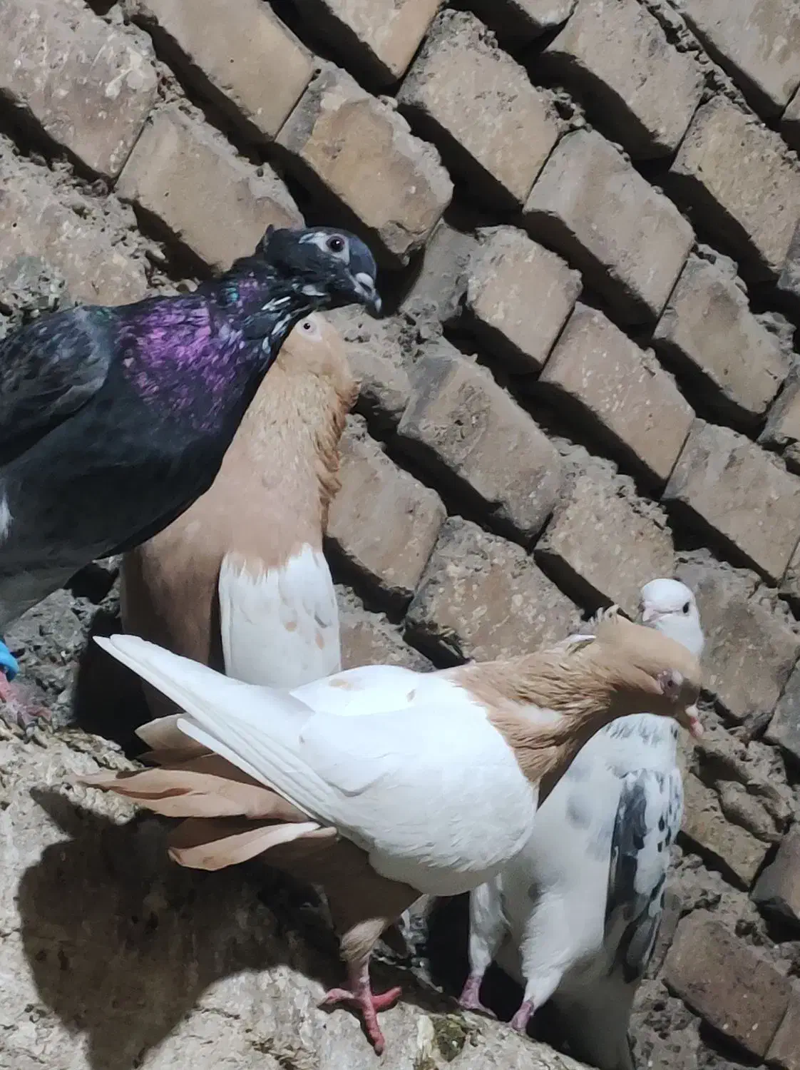 کبوتر رنگی و دو رگ|پرنده|اهواز, کوی ایثار|دیوار