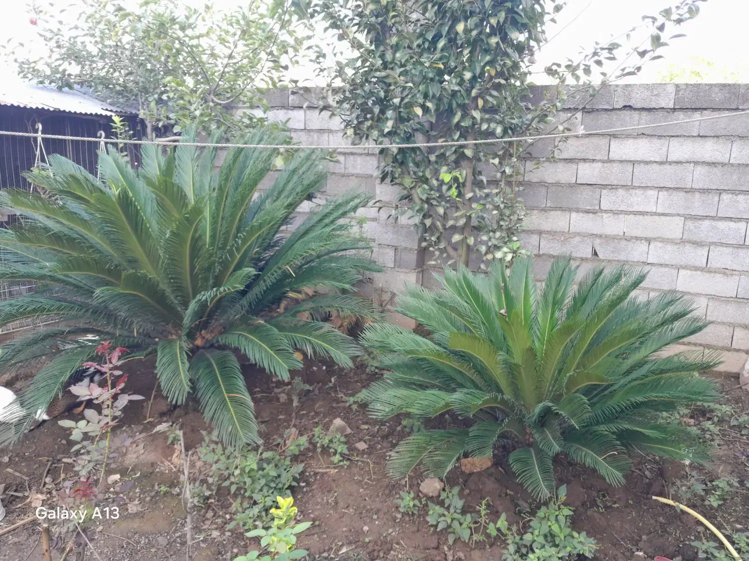 دو عدد گل سیکاس ۱۸ و ۱۰ ساله|گل و گیاه طبیعی|کومله, |دیوار