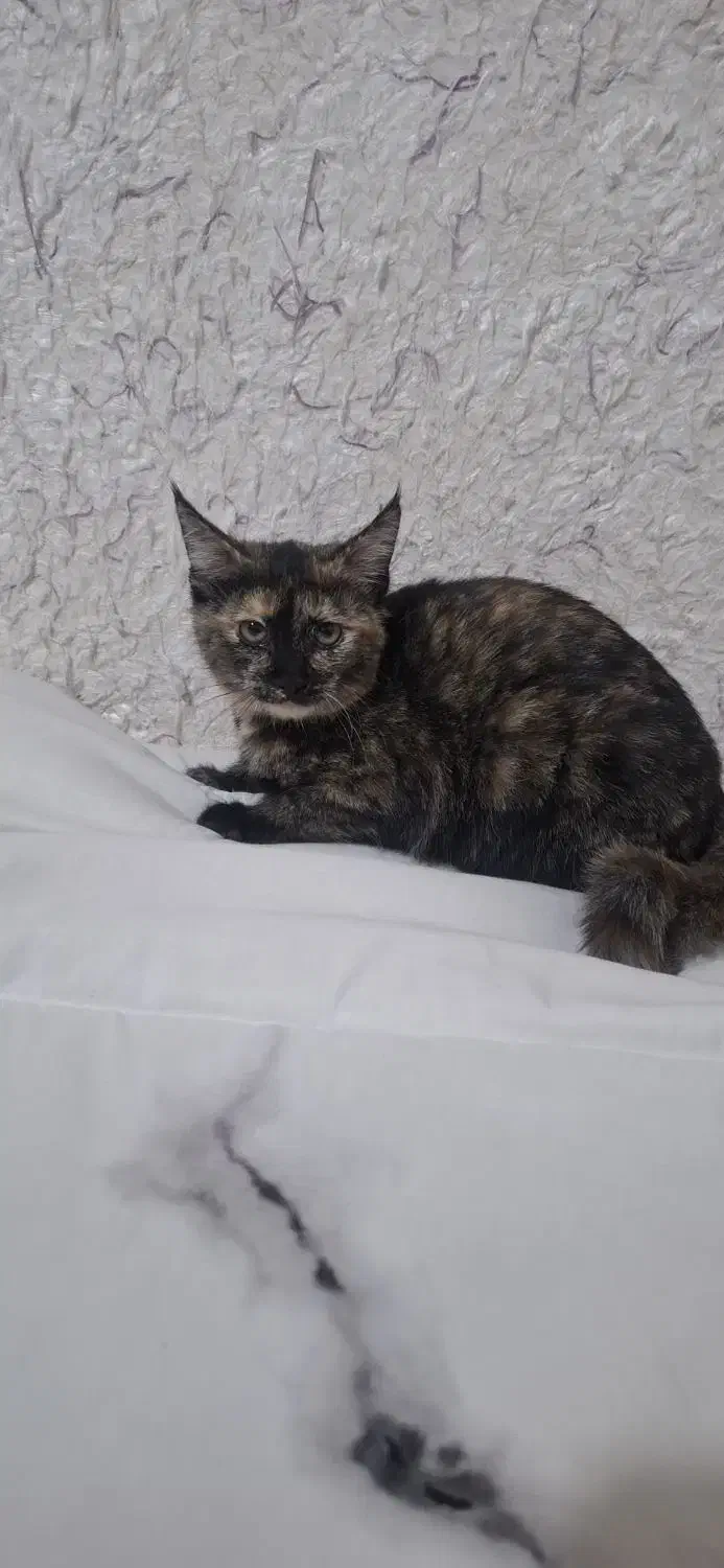 واگذاری گربه دوعدد|گربه|تربت‌حیدریه, ترمینال|دیوار