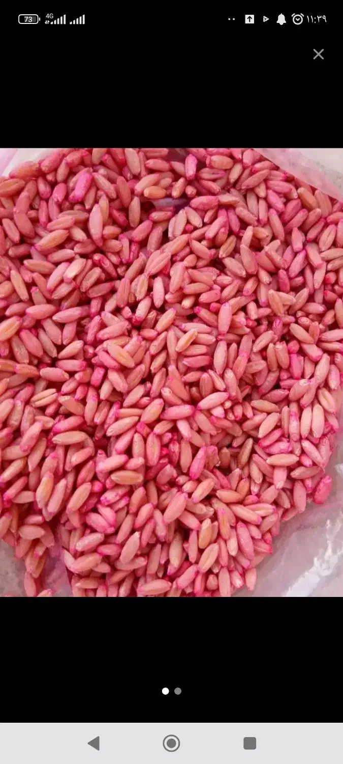 بذرگندم شیشه بوجاری شده سم شده|خدمات باغبانی و درختکاری|شاهین دژ, |دیوار