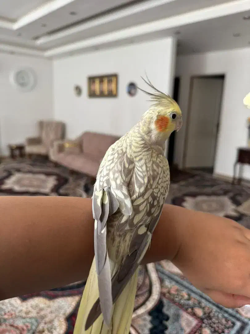 ۳عدد عروس هلندی سخنگو|پرنده|هشتگرد, هشتگرد قدیم|دیوار