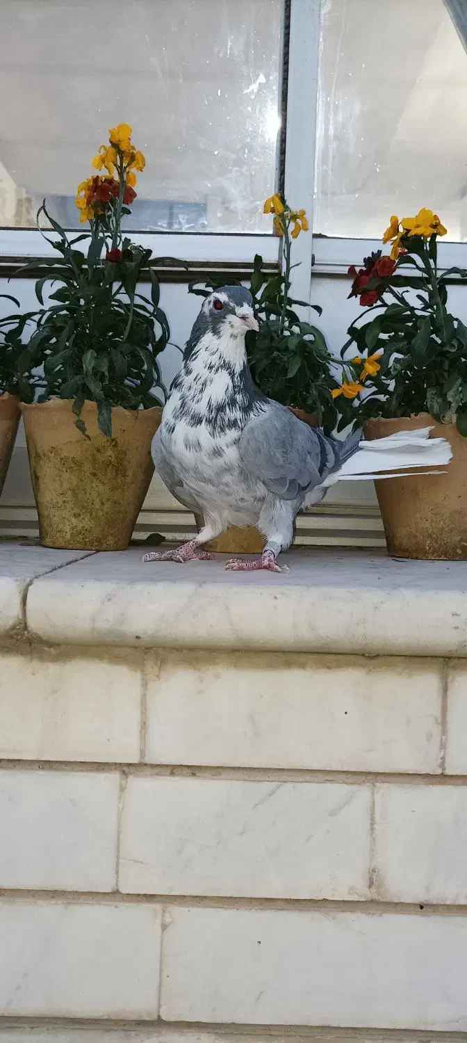 کفتر دمگیر|پرنده|اصفهان, نصرآباد|دیوار