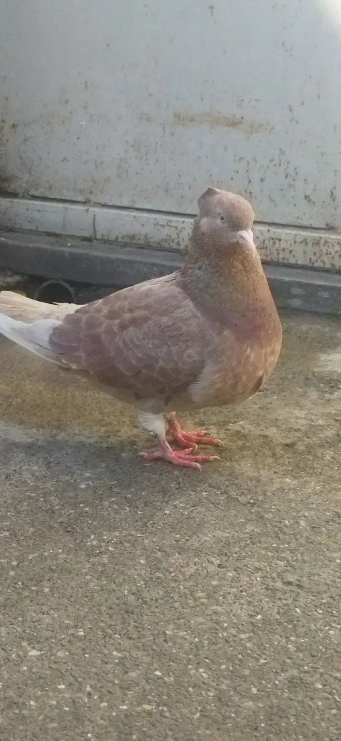 کفتر زرد تک پر پرشی|پرنده|دلند, |دیوار