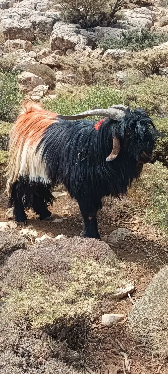 بعده دورون فروشی|حیوانات مزرعه|اردل, |دیوار