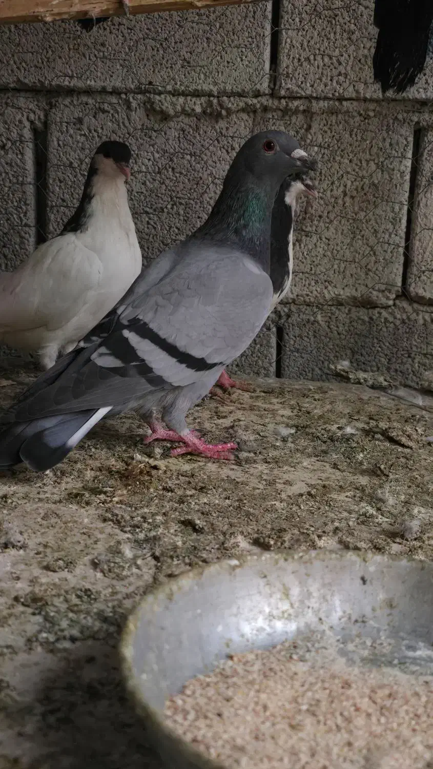 سبز|پرنده|کوه چنار, |دیوار