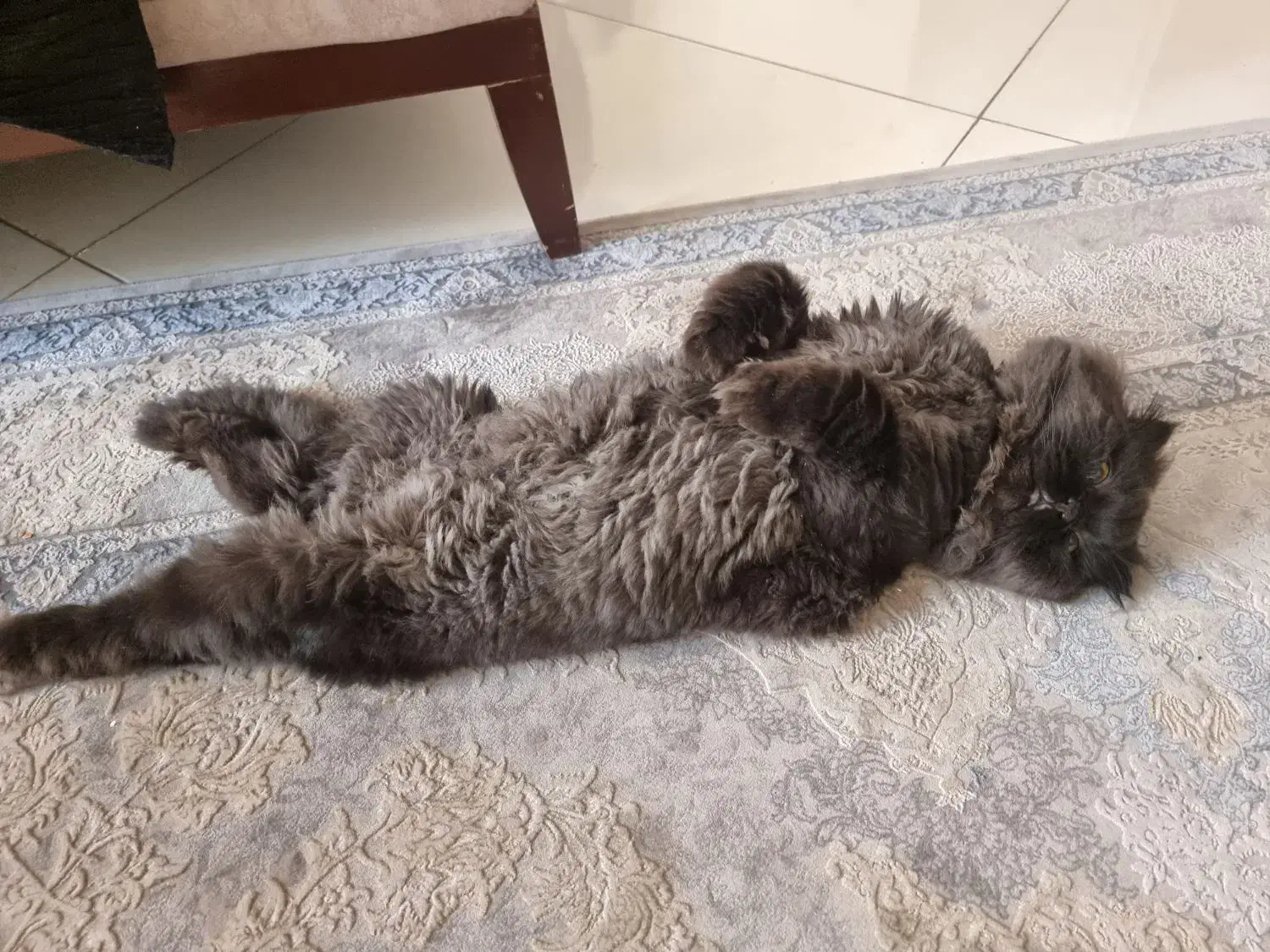 اَفتو گربه ی معروف کارناوال|گربه|تهران, شمسآباد|دیوار