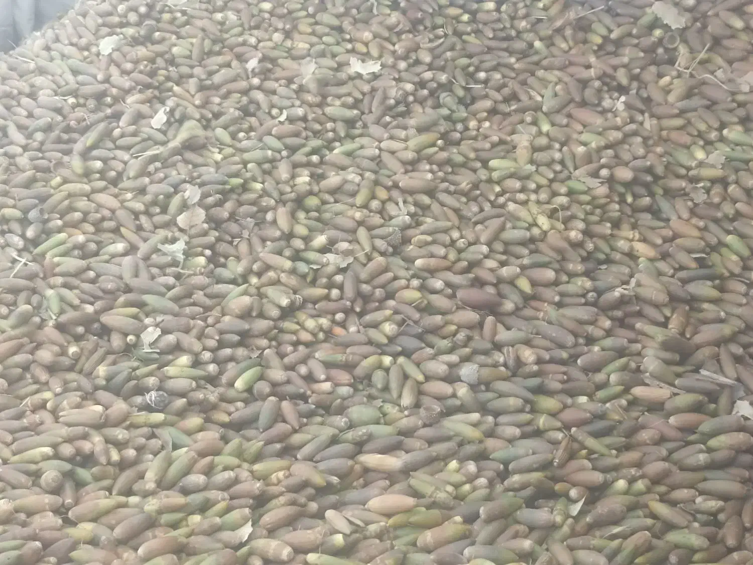 بلوط|خوردنی و آشامیدنی|شیراز, گچی|دیوار