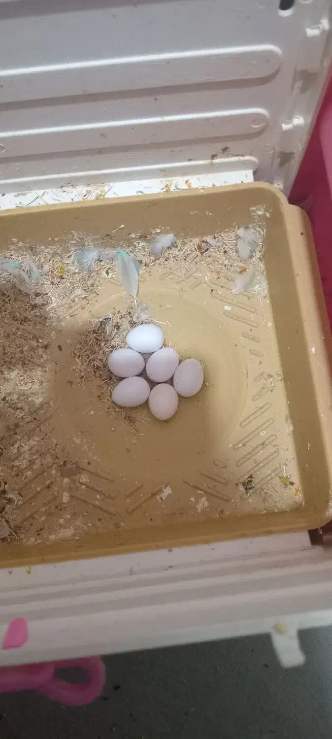 طوطی برزیلی|پرنده|کرمانشاه, |دیوار