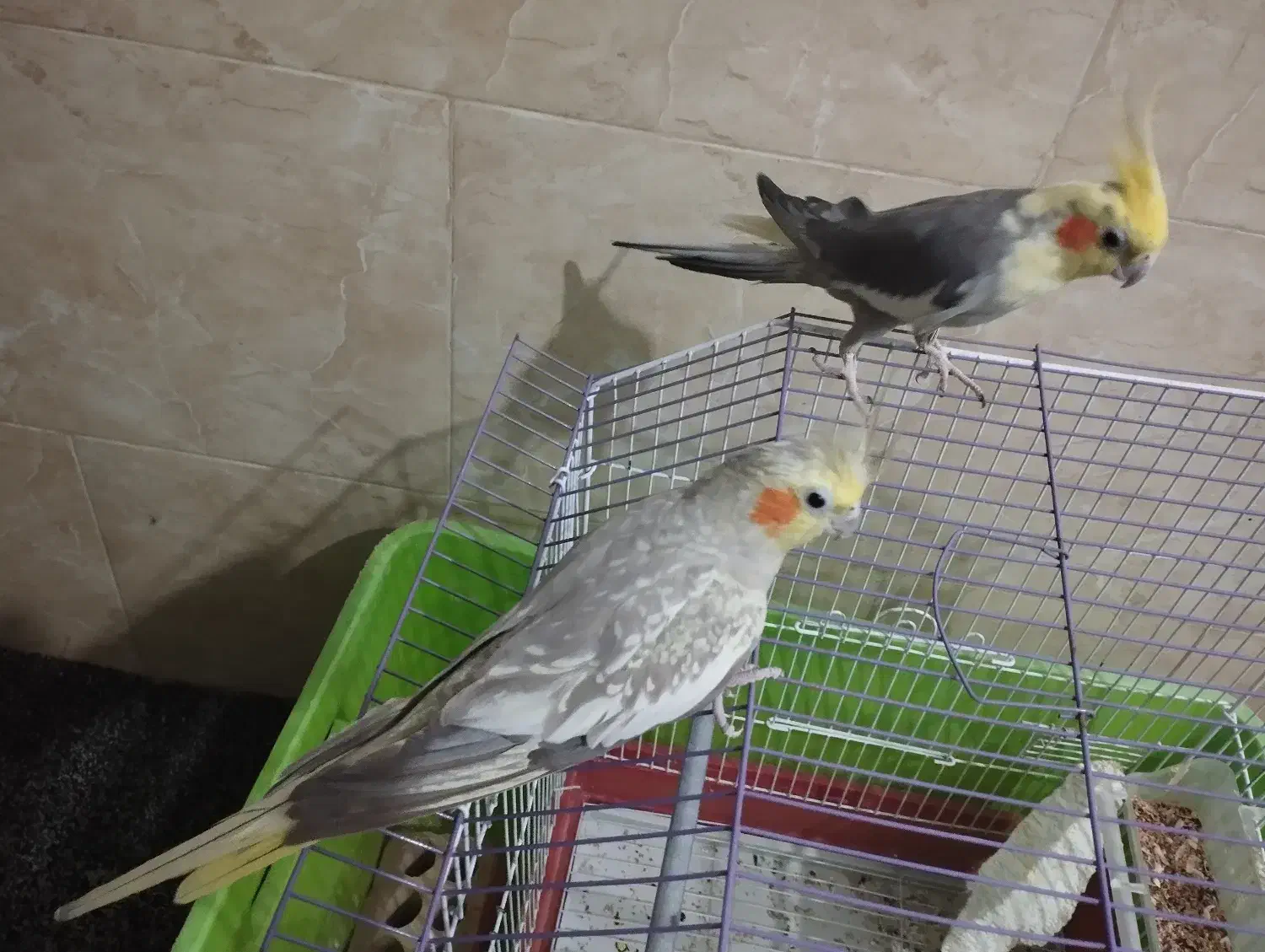 عروس هلندی،طوطی|پرنده|آبپخش, |دیوار