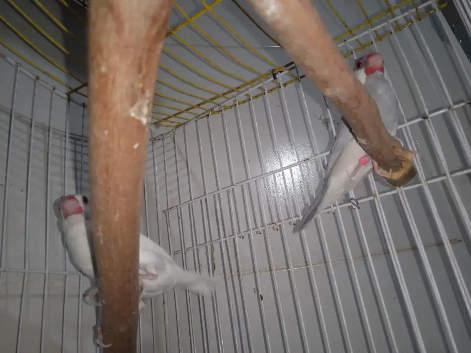 جفت فنچ نرگسی|پرنده|بندر ماهشهر, |دیوار