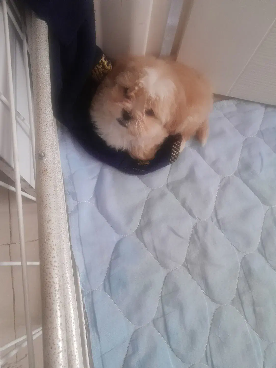 سگ پودل عروسکی|سگ|سمنان, |دیوار