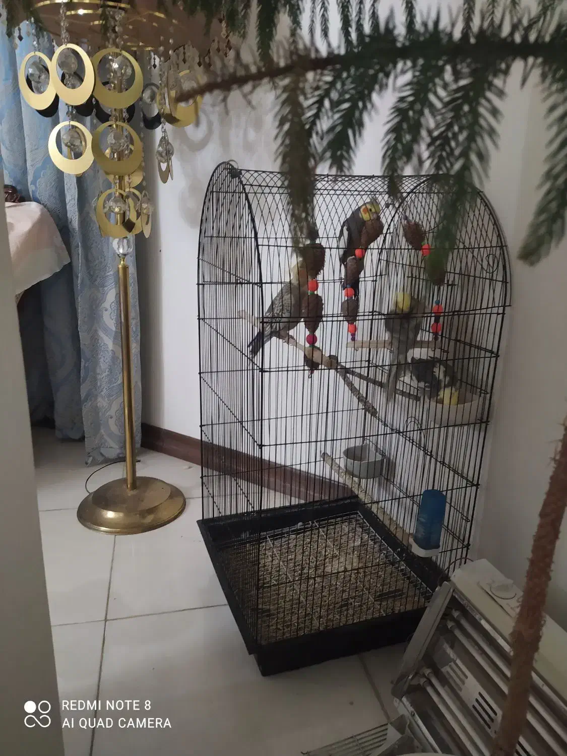 عروس هلندی|پرنده|صباشهر, |دیوار