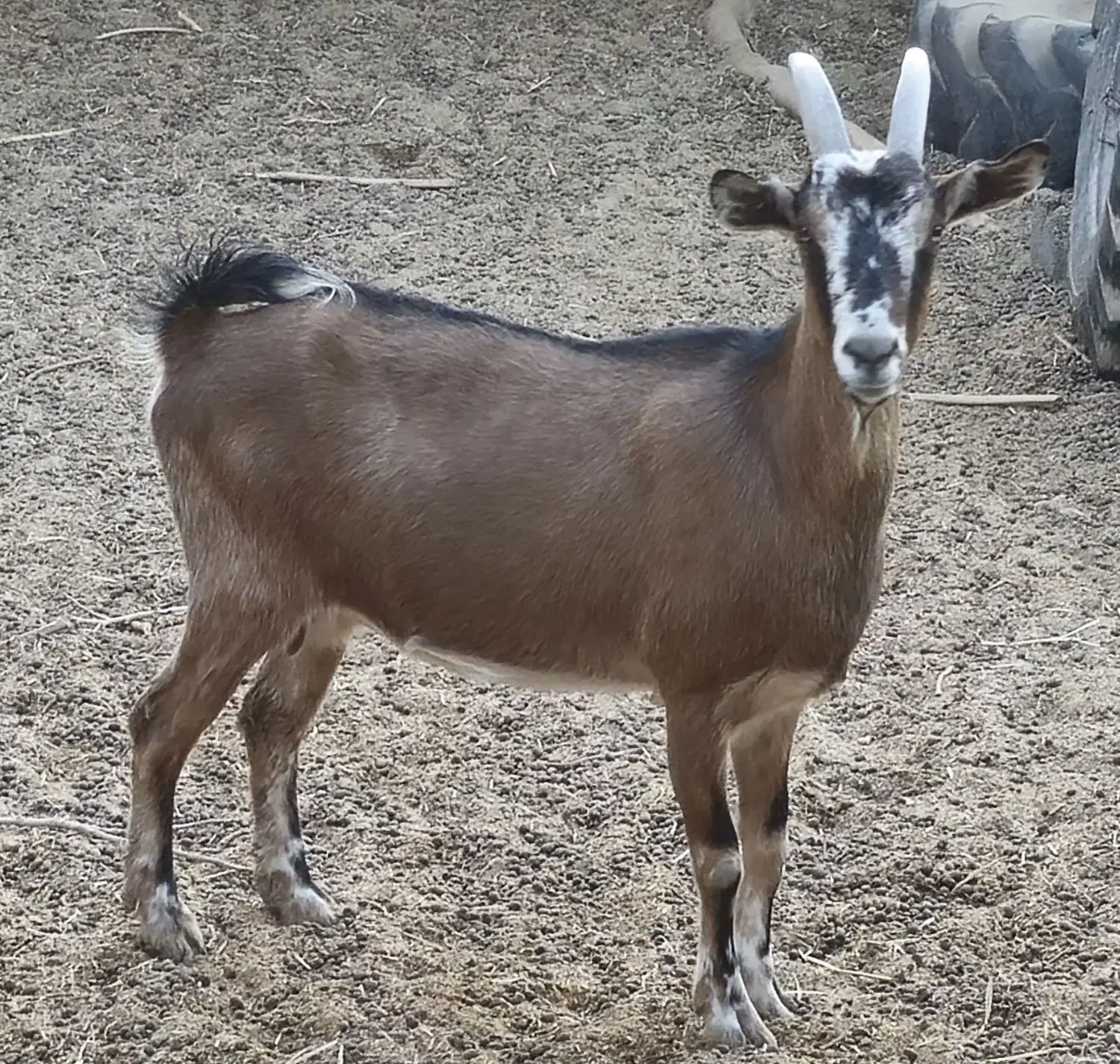 بز دورگ آلپاین سانن خالص|حیوانات مزرعه|طبس, |دیوار